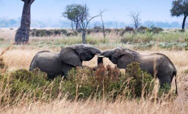 3 days mikumi tour from Zanzibar