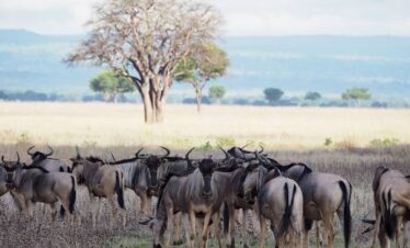 3 days mikumi tour from Zanzibar