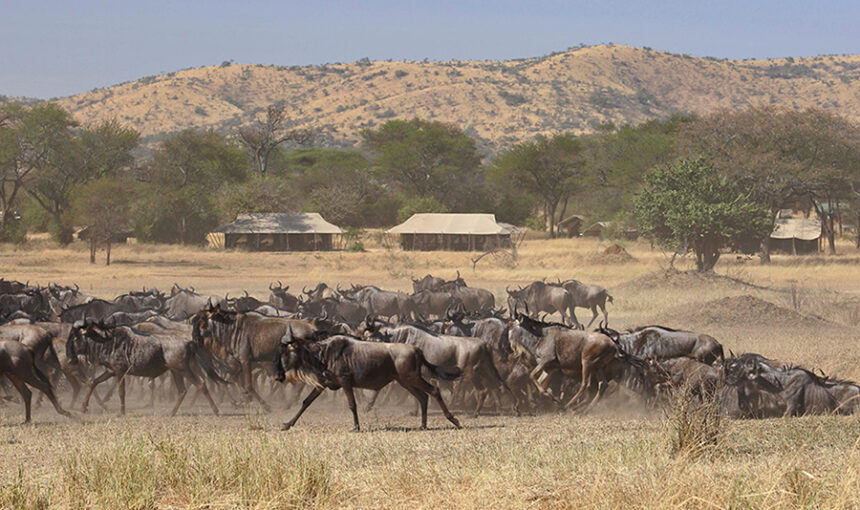 5 days Serengeti migration Lodging Safari