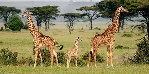 Arusha national park