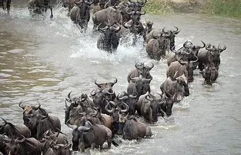 Why visit Serengeti national park?