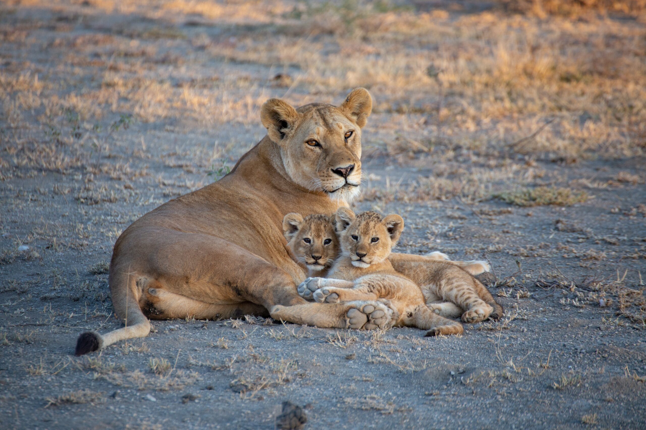 2 days tarangire and ngorongoro tour