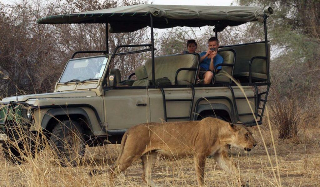 4 days tanzania big cats safari