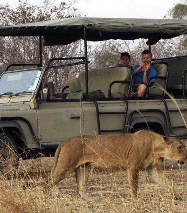 4 days tanzania big cats safari