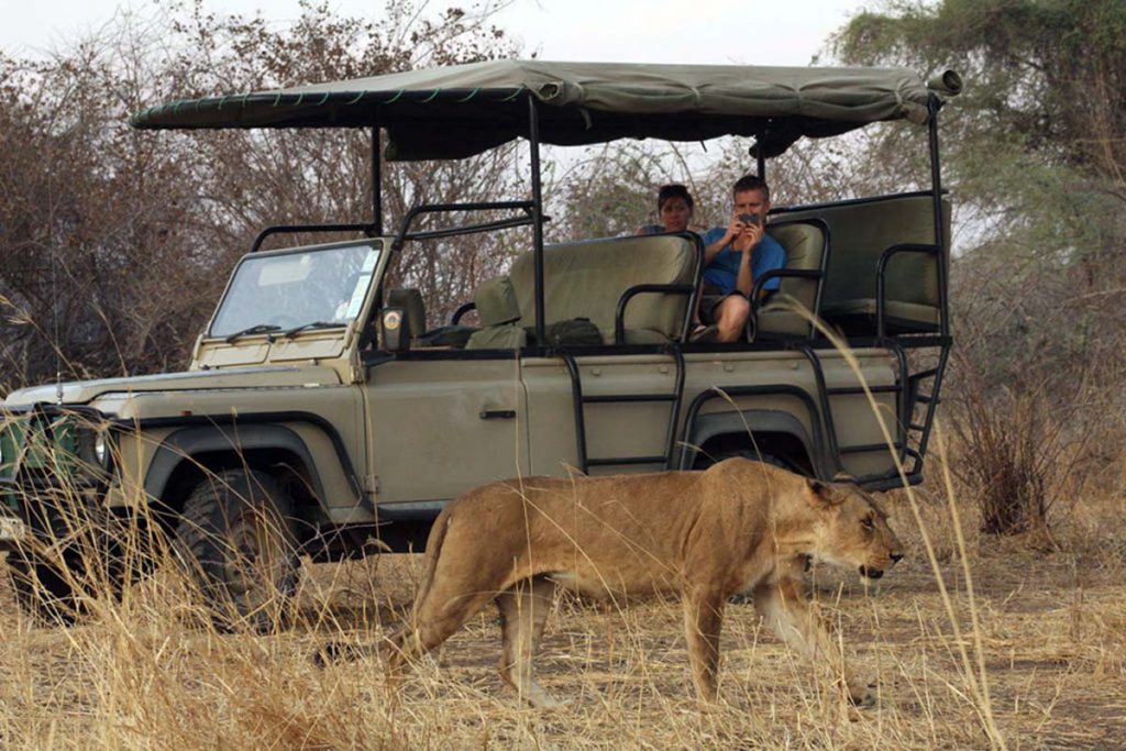 4 days tanzania big cats safari