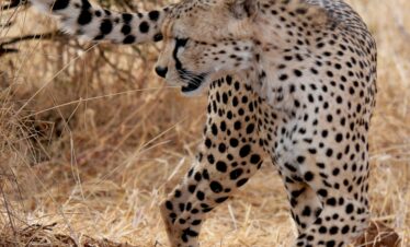 3 day serengeti wildebeest calving and ngorongoro crater
