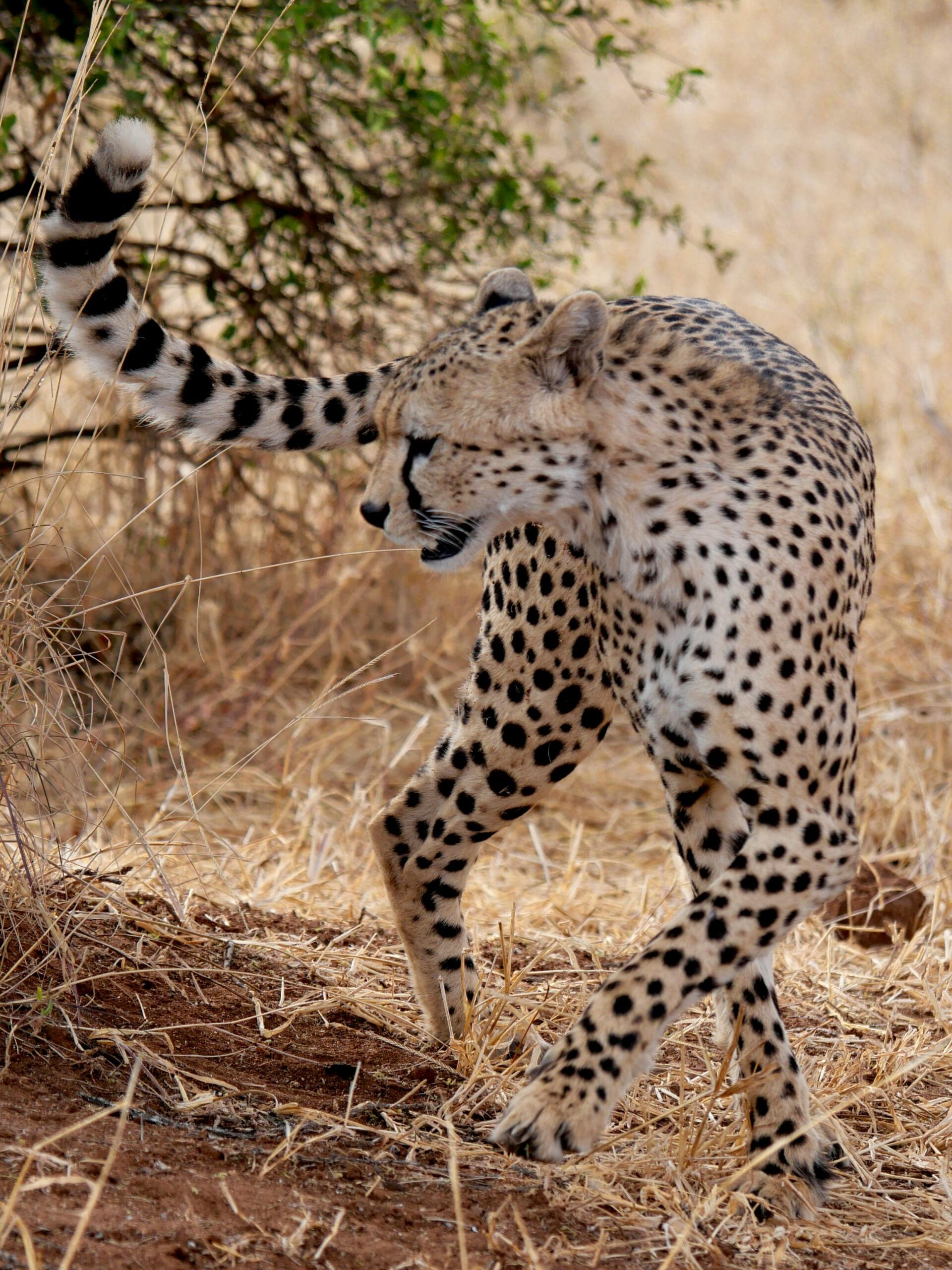3 day serengeti wildebeest calving and ngorongoro crater