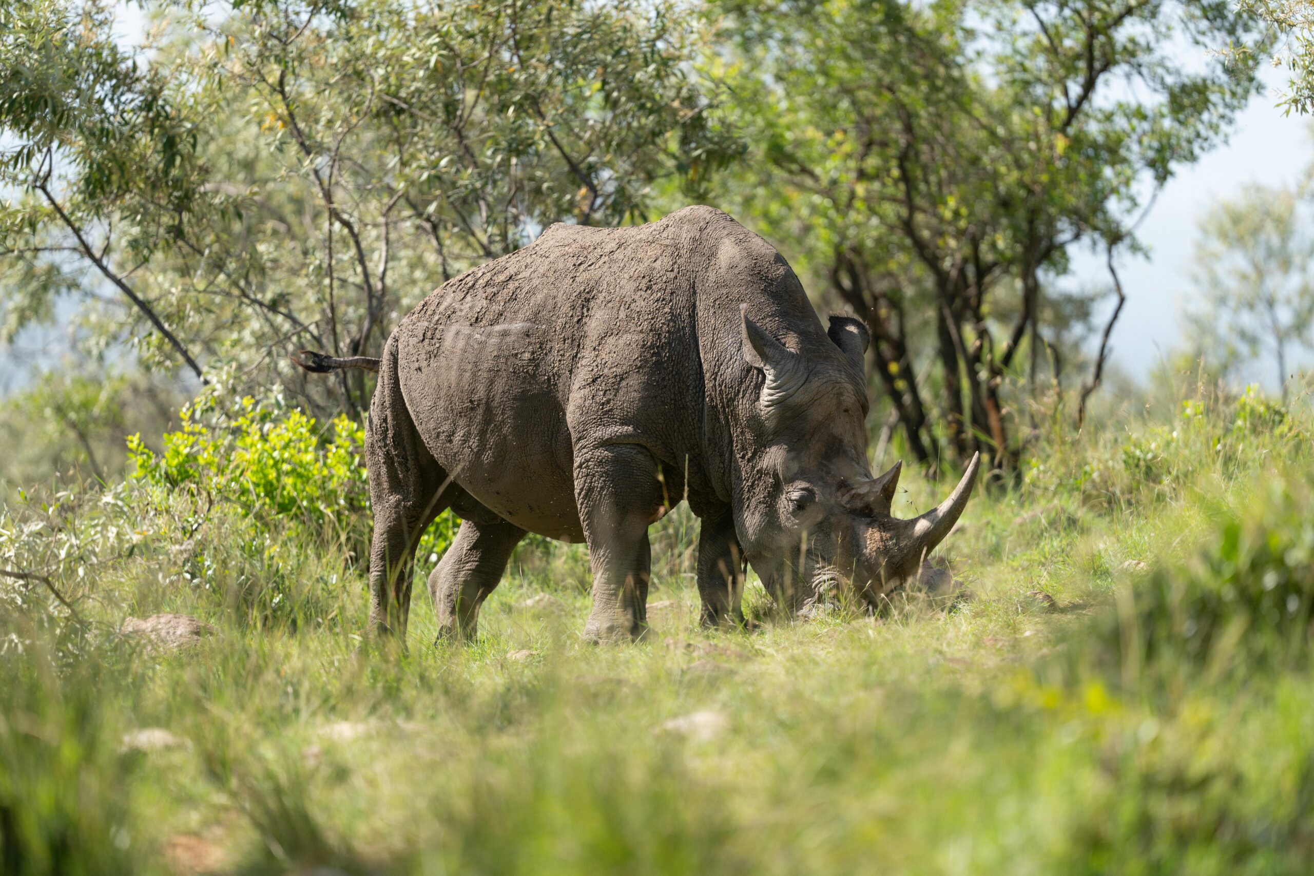 ngorongoro crater