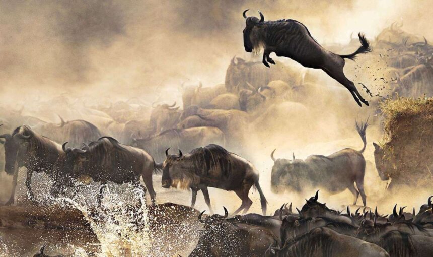 Your guide to the Serengeti wildebeest migration
