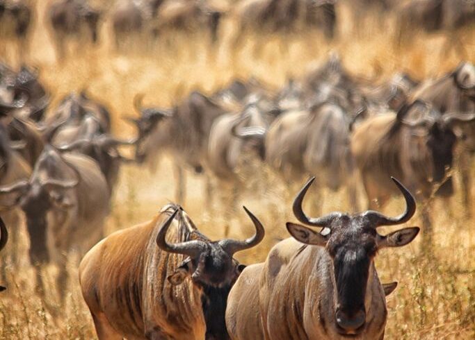 serengeti national park