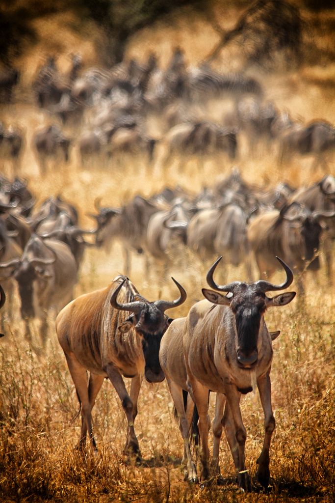 serengeti national park